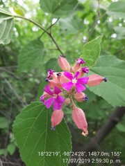 Physodium corymbosum