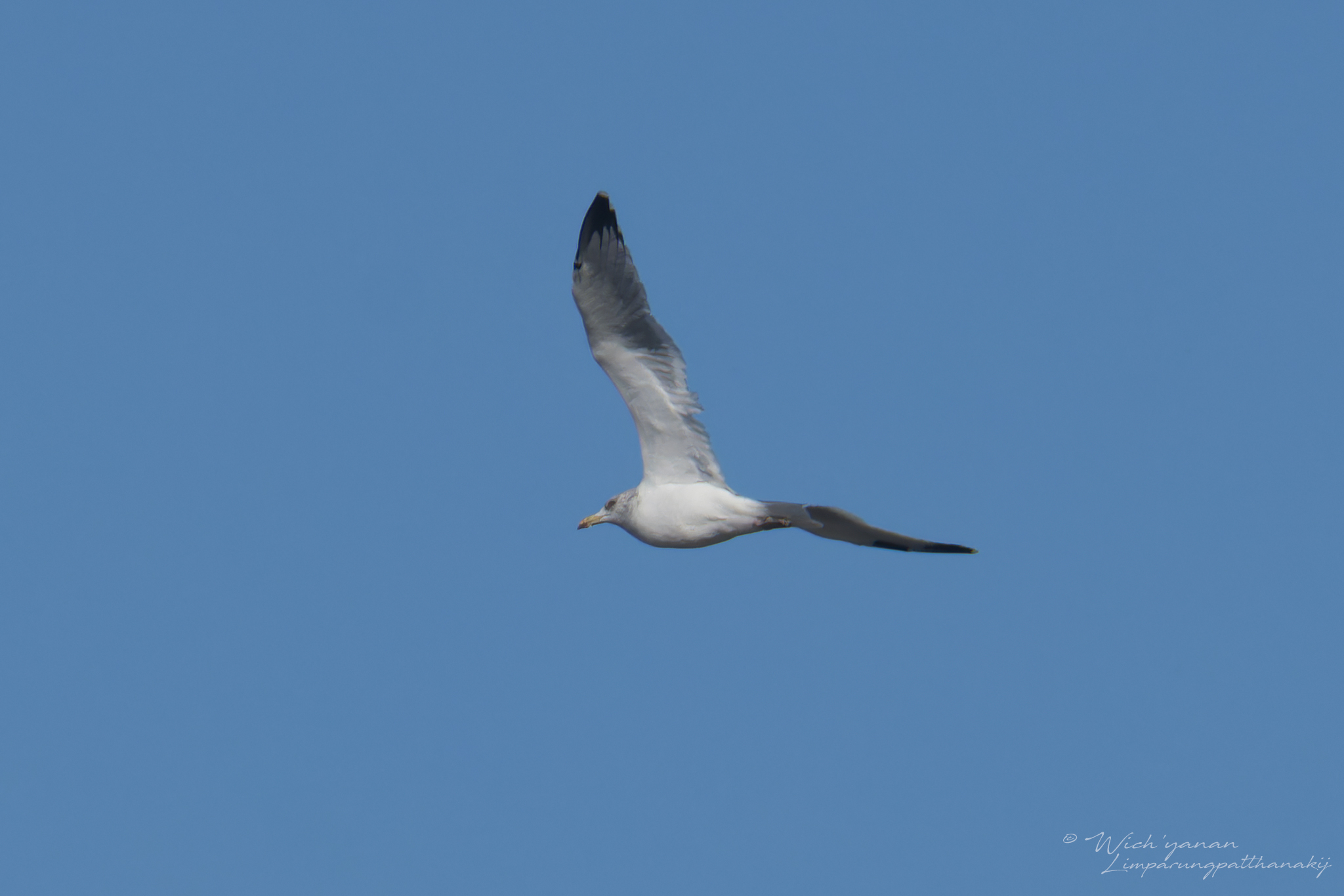 Vega Gull
