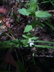 Gratiola pilosa