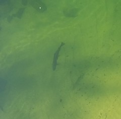 Salvelinus fontinalis