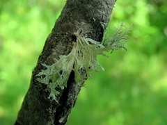 Ramalina asahinae