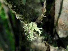 Ramalina asahinae
