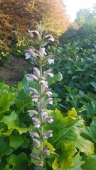 Acanthus mollis
