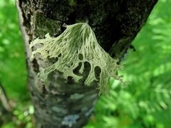 Ramalina asahinae