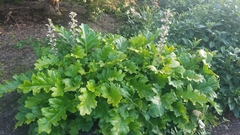Acanthus mollis