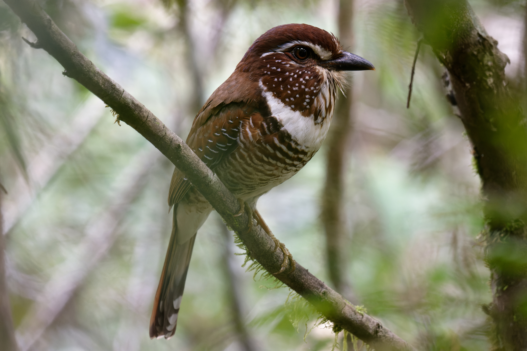 Short-legged Ground Roller (Brachypteracias leptosomus), photo 9