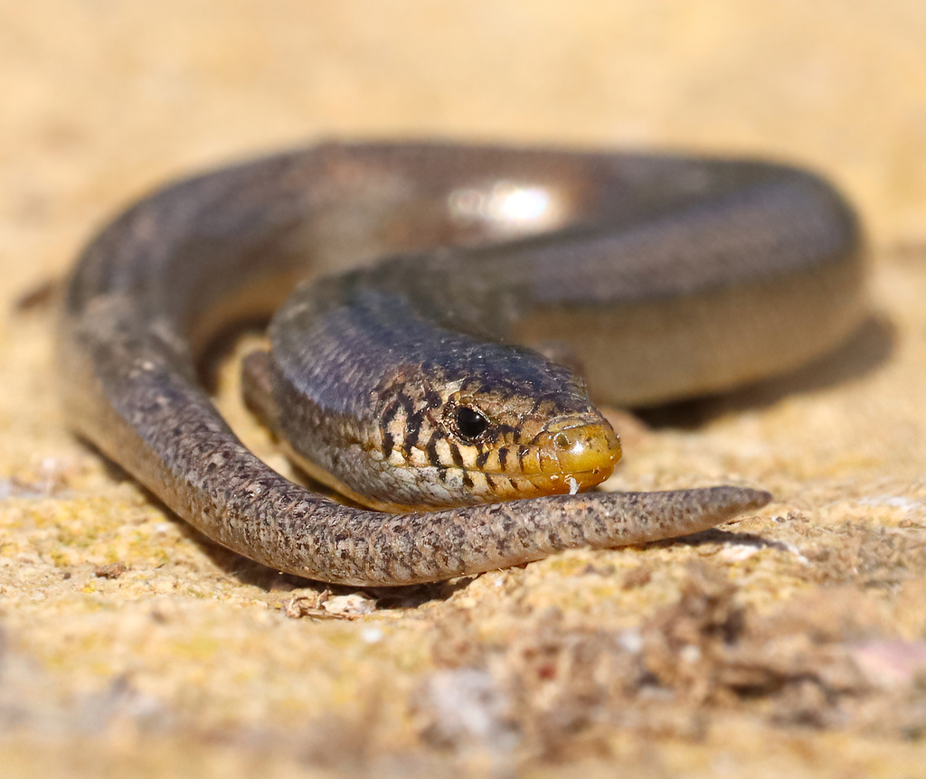 Bedriaga's Skink