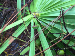 Odontoxiphidium apterum