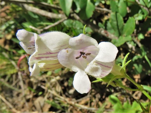 Image of Penstemon campanulatus by (c) Annika Lindqvist, some rights reserved (CC BY)