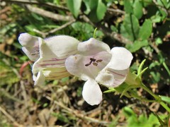 Penstemon campanulatus