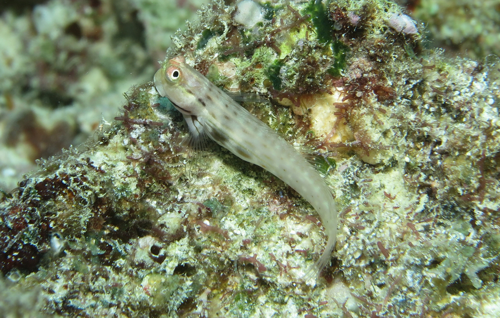 Smallspotted Combtooth Blenny from Île Heron, Queensland, Australie on ...