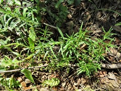 Penstemon campanulatus