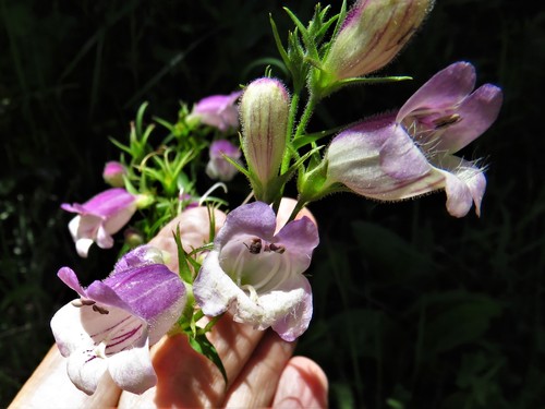 Image of Bellflower Beardtongue (Penstemon campanulatus) by (c) Annika Lindqvist, some rights reserved (CC BY)