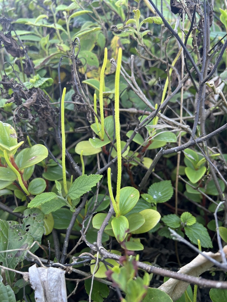 Peperomia ramboi