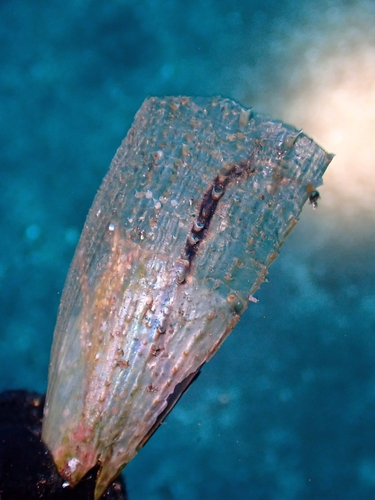 Chautard's Pen Shell