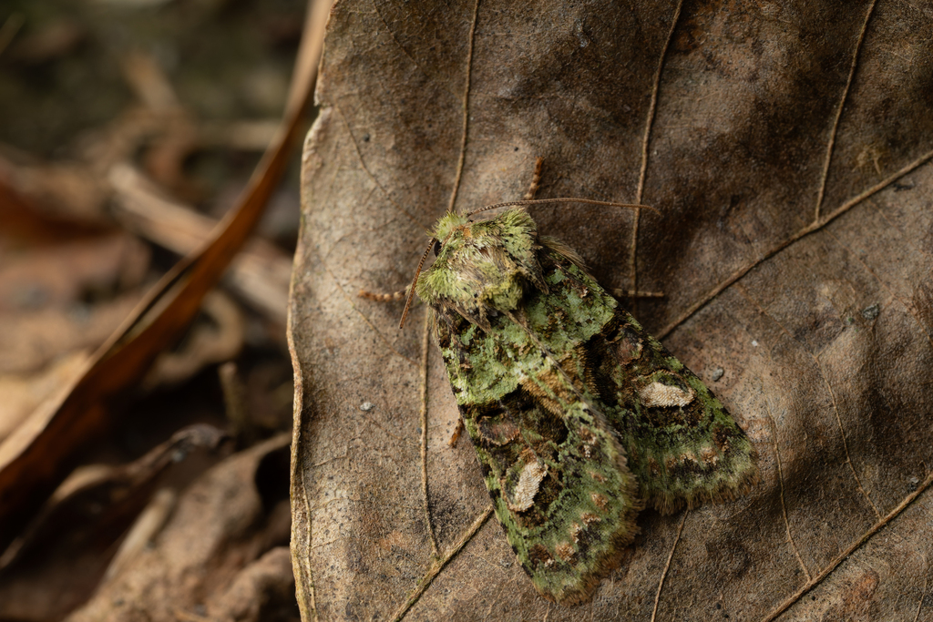 Nyctycia endoi