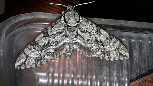 Manduca bergarmatipes