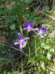 Brodiaea coronaria