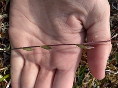 Eutrema edwardsii