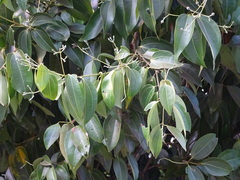 Cinnamomum verum