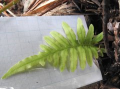 Pteris semipinnata