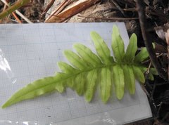 Pteris semipinnata