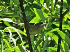Leiothlypis crissalis