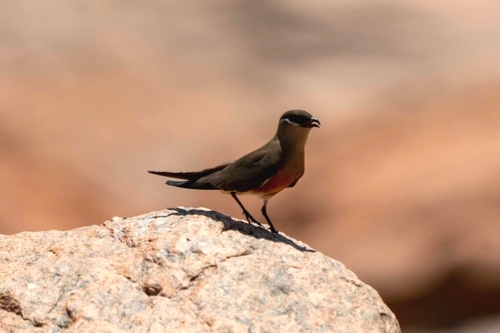 iNaturalist image