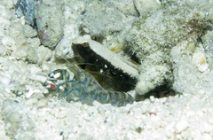 Skunk Shrimp-Goby photo 4
