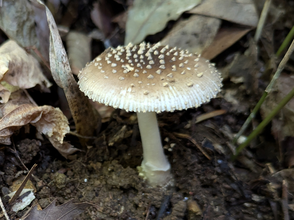 Amanita sychnopyramis · October 2024 · photo: © timur_kalininsky (iNaturalist, cc-by)
