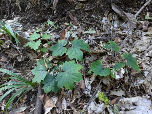 Ainsliaea acerifolia, photograph 2