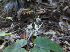 (c) Timur Kalininsky, some rights reserved (CC BY) Ainsliaea acerifolia, photograph (c) Timur Kalininsky, some rights reserved (CC BY)