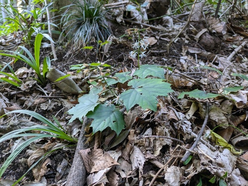 Ainsliaea acerifolia, photograph 4