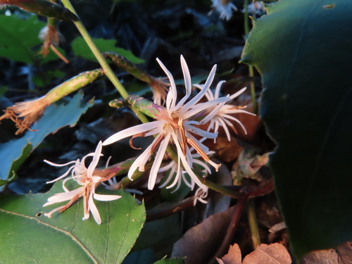 Ainsliaea acerifolia, photograph 5