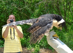 Micrastur semitorquatus