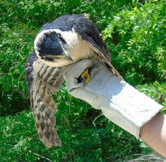 Micrastur semitorquatus