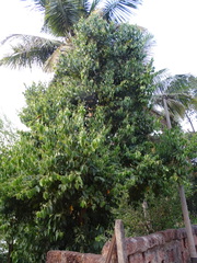 Cinnamomum verum