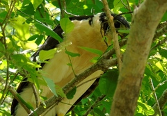 Micrastur semitorquatus