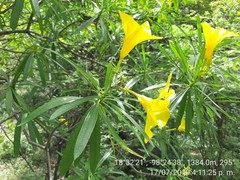 Cascabela thevetioides