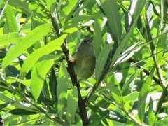 Leiothlypis crissalis