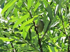 Leiothlypis crissalis