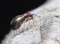 Orthonotus rufifrons