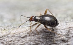 Orthonotus rufifrons