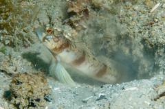 Masui's Shrimpgoby photo 3