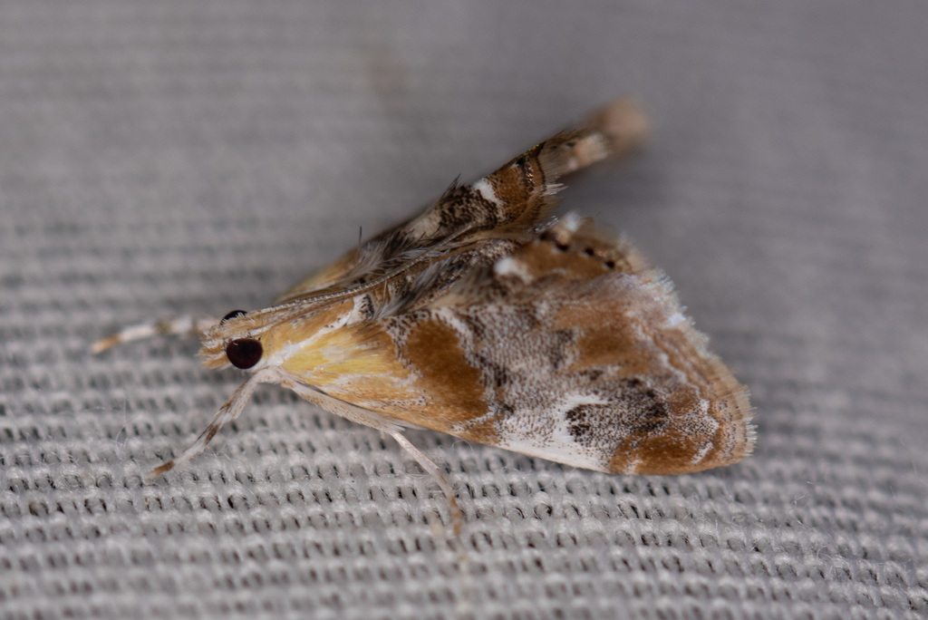 Dicymolomia