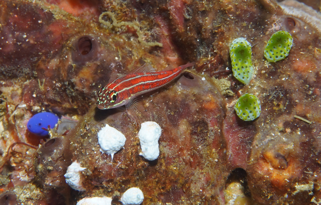 Lined triplefin (Helcogramma striata) — Tripterygiidae