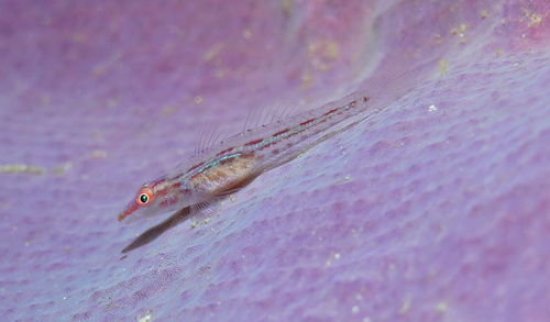 Elongate ghostgoby (Pleurosicya elongata) — Gobiidae