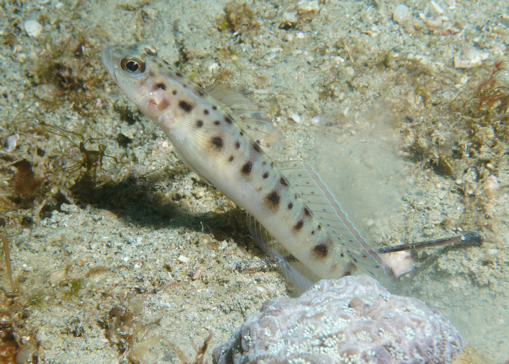 Ambanoro shrimpgoby (Vanderhorstia ambanoro) — Gobiidae