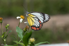 Delias hyparete luzonensis