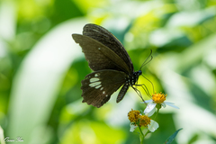 Papilio castor formosanus